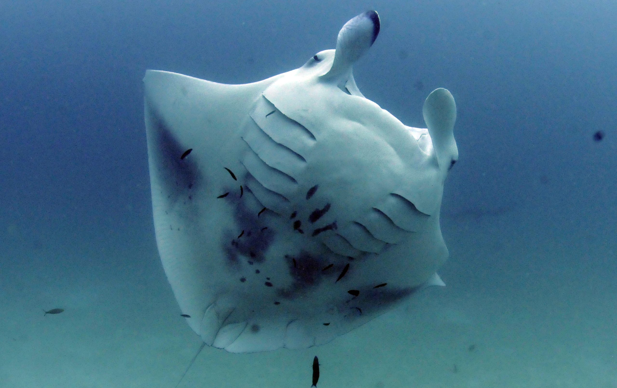 D5120 Maldives (59)